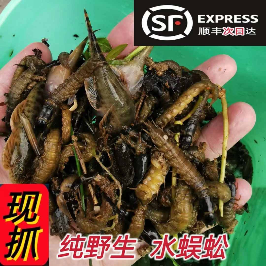 纯野生水蜈蚣鲜活钓鱼饵
