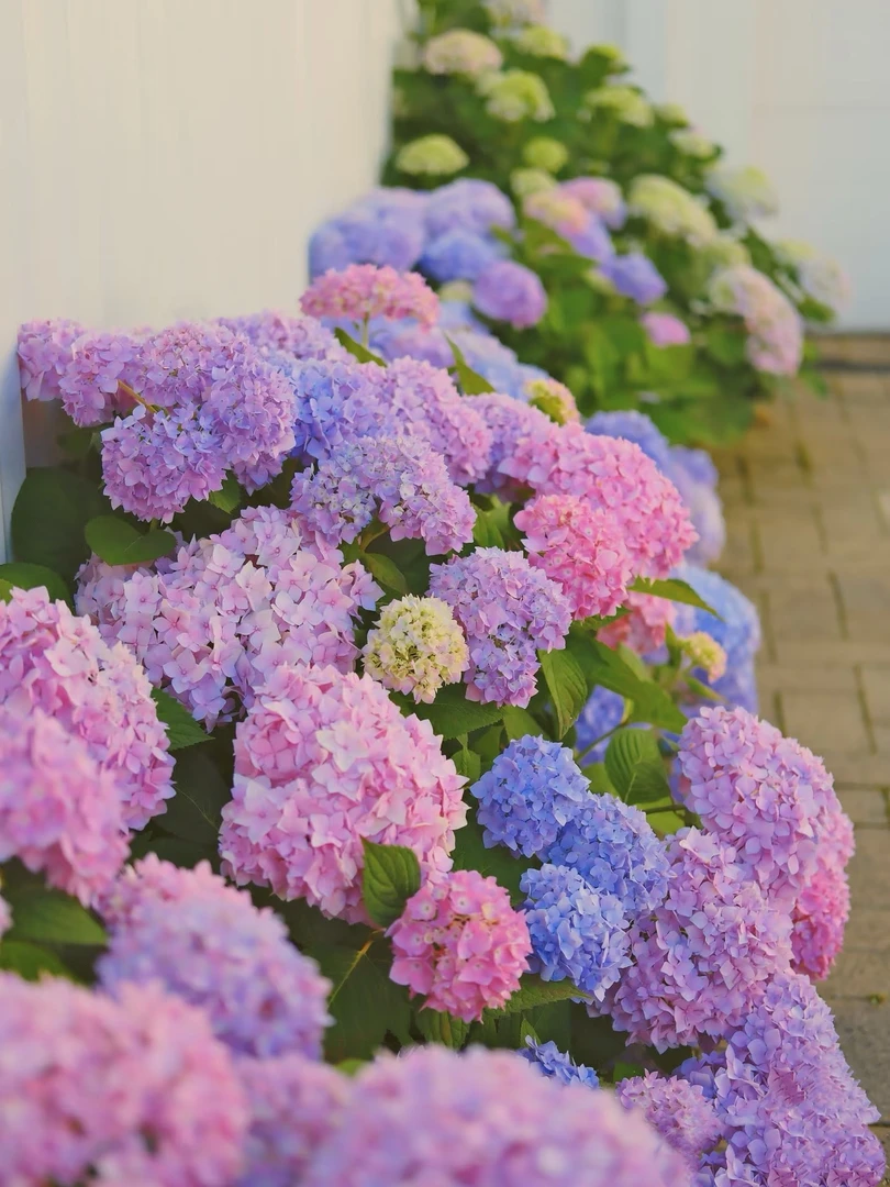 【无尽夏】2加仑花期长好养，新老枝开花，露天苗基地直发