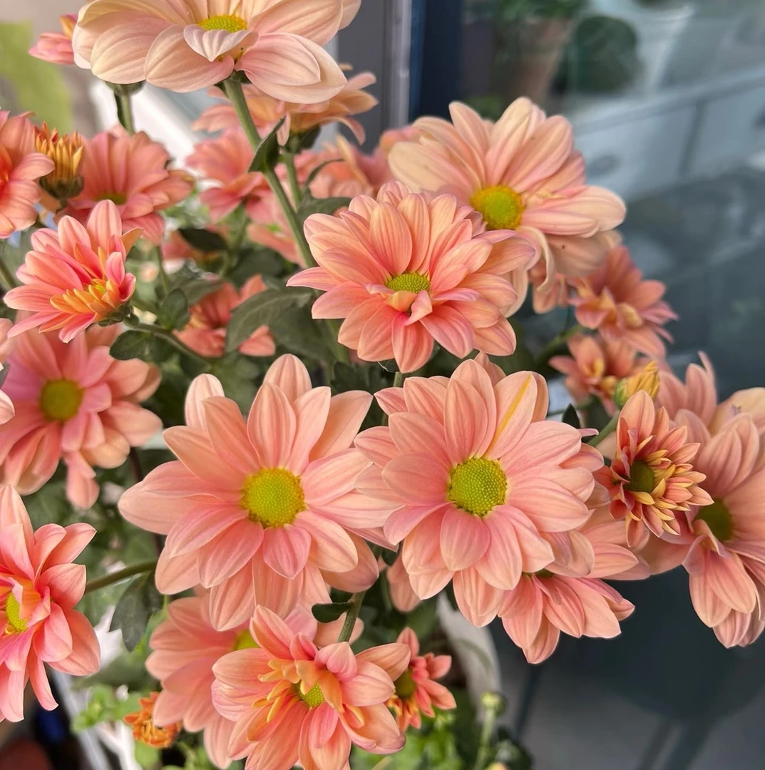 荷兰菊 明媚小菊 喜阳喜水多晒简单好养 阳台露天小院院子均可