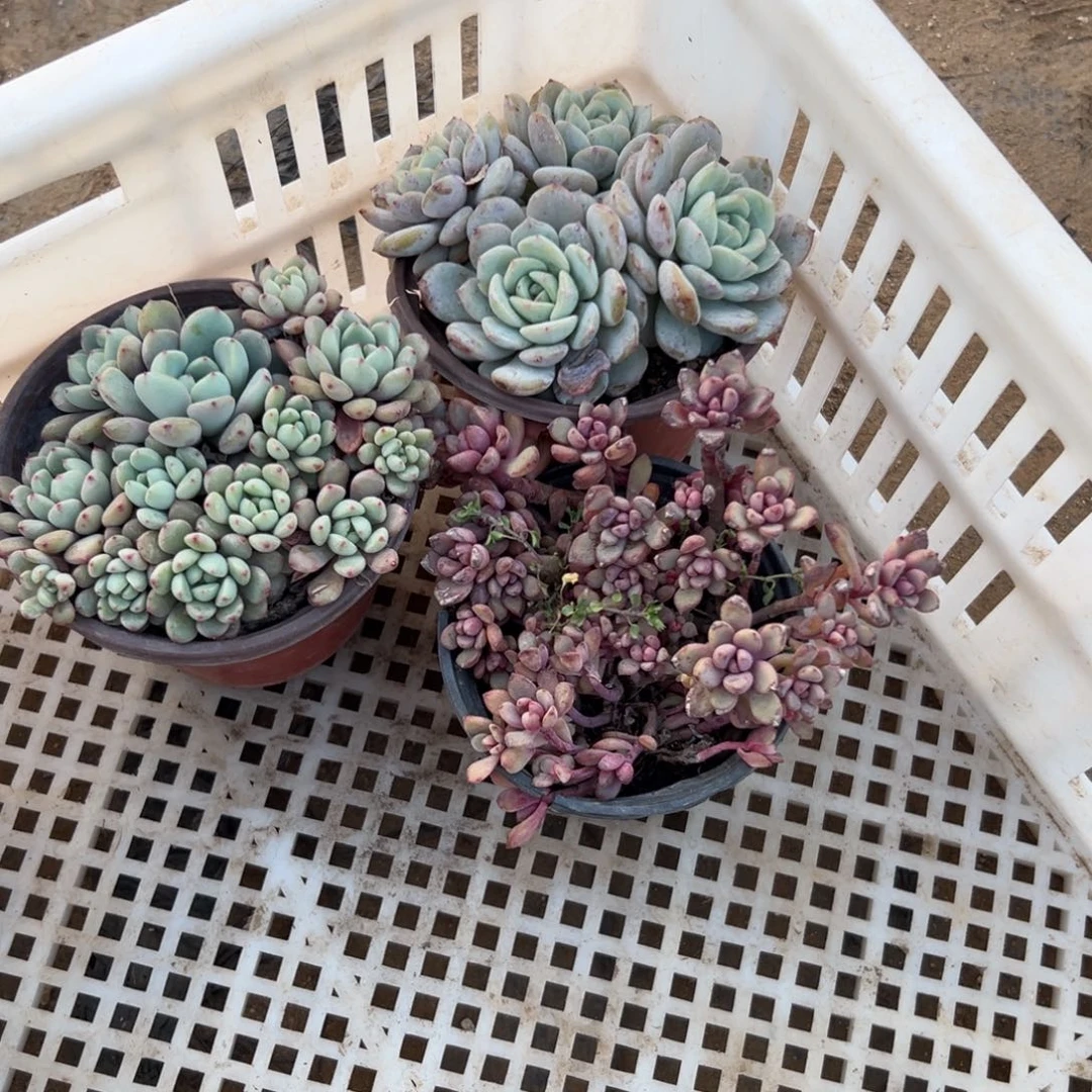 N****゛多肉植物多肉植物