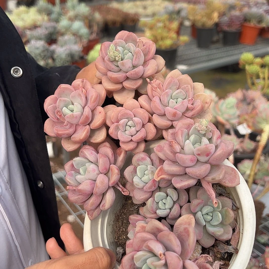 花斑鹿三头起发整桩整群老桩两盆