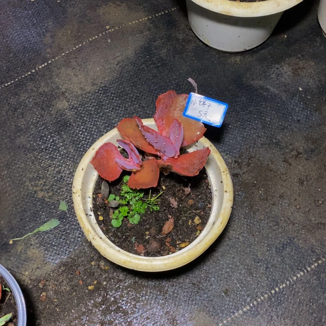 小***ε一物一拍一物一拍