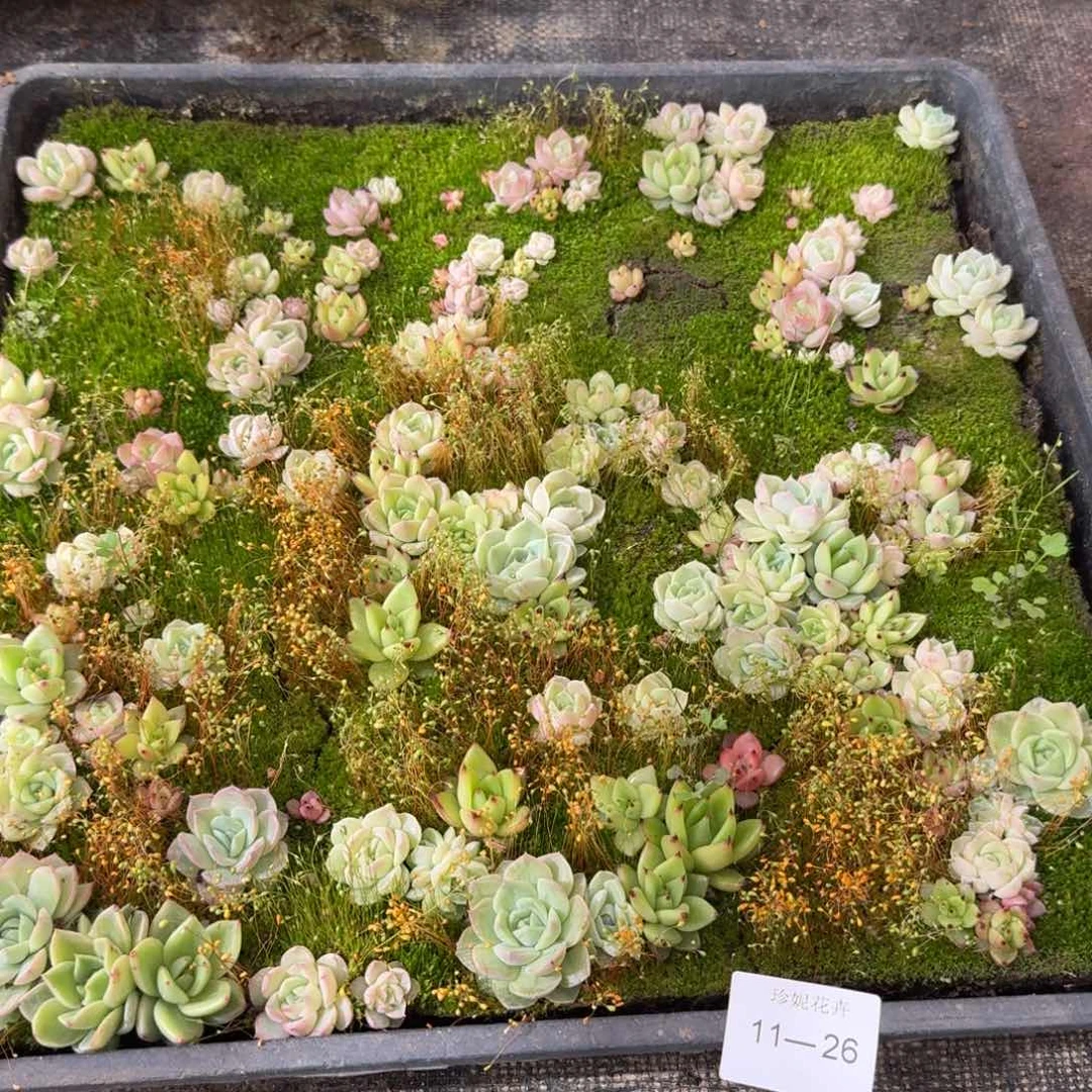 多肉杂交切糕一筐11-26