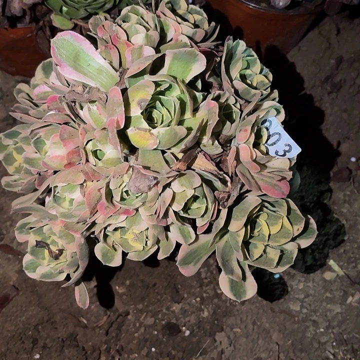 903妖月多肉植物不售后
