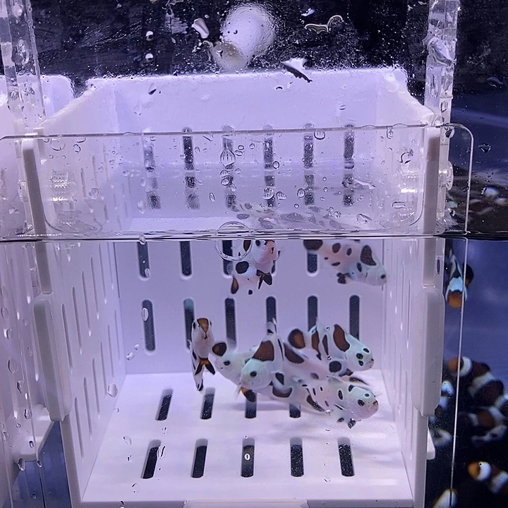 海水熊猫小丑鱼10条