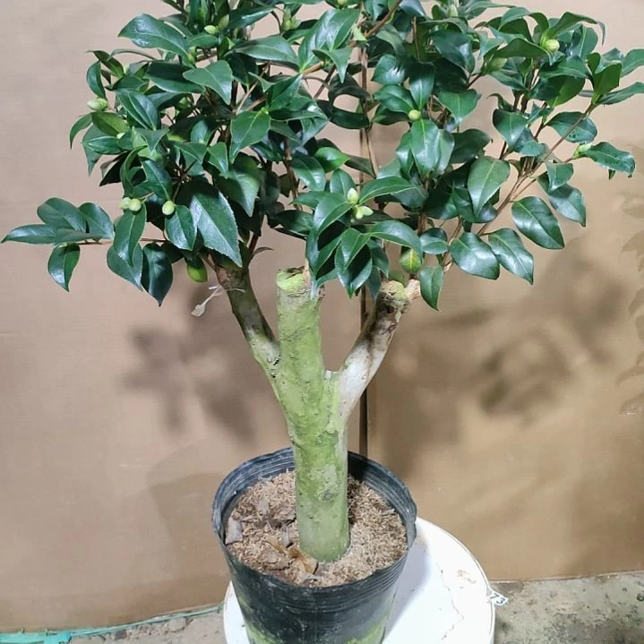 712五品，原盆原土，不包邮