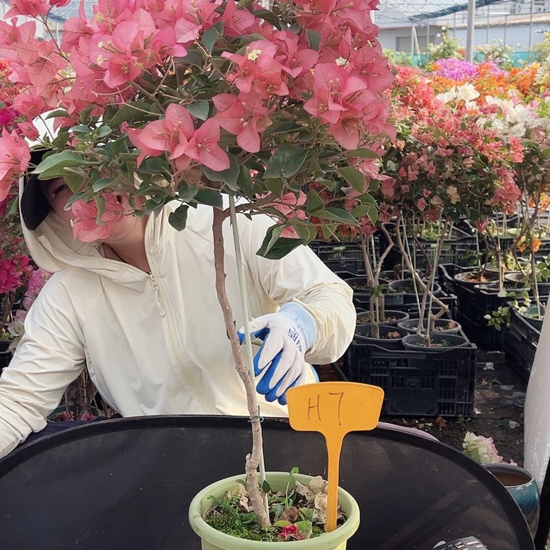 7***8大部分花苞少量开放H7卡雅塔