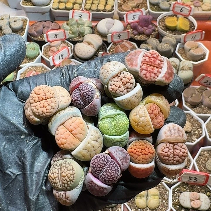 生石花22:：：。  183