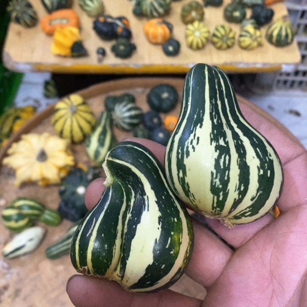 【闪购商品】一****鑫墨西哥七彩葫芦青皮葫芦