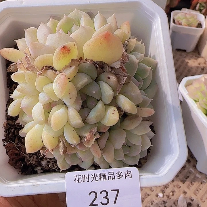 花时光精品多肉237