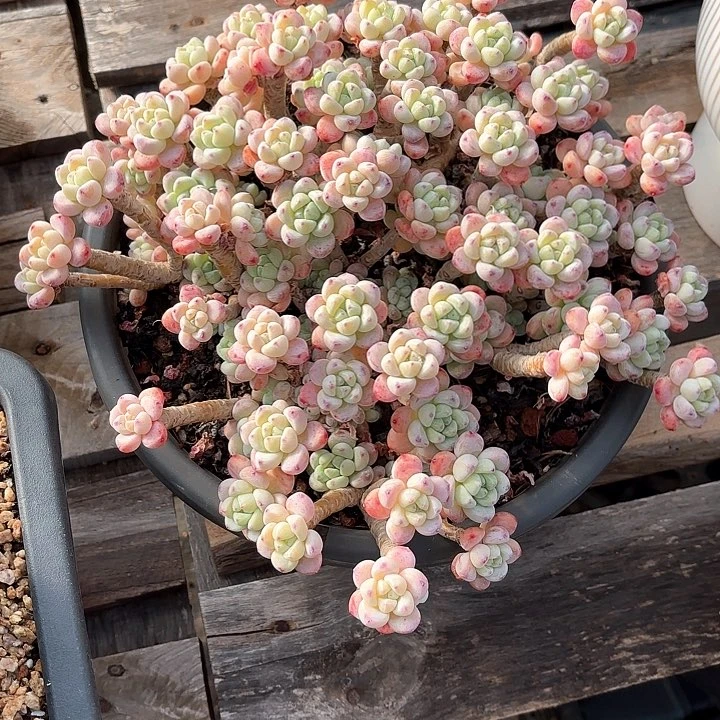 多肉植物，樱花罗骑