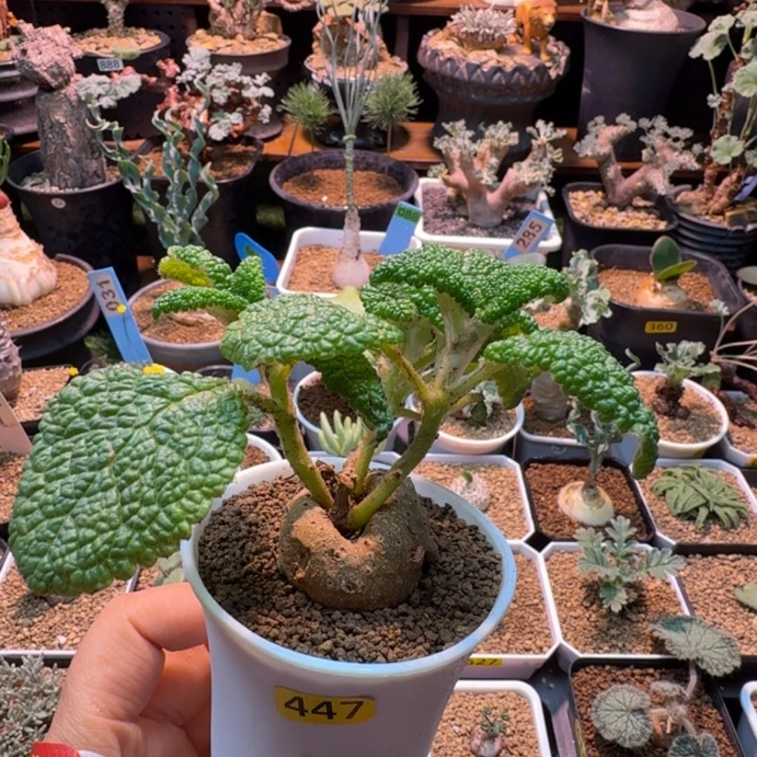 断涯王子447 仙人掌