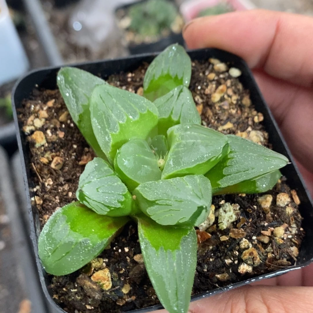 冰城一颗 整点福利