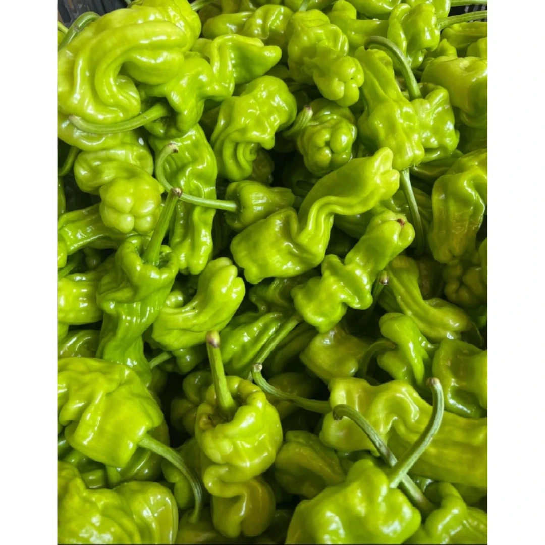 云南新鲜皱皮辣椒农家自种现摘现发肉厚清脆有辣味