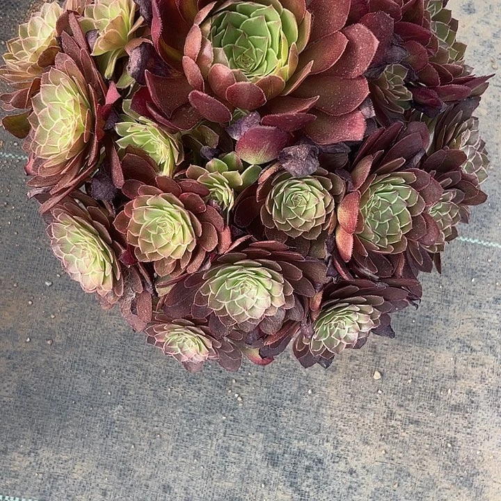 不**续多肉植物莲花座锦补少付的10元差价