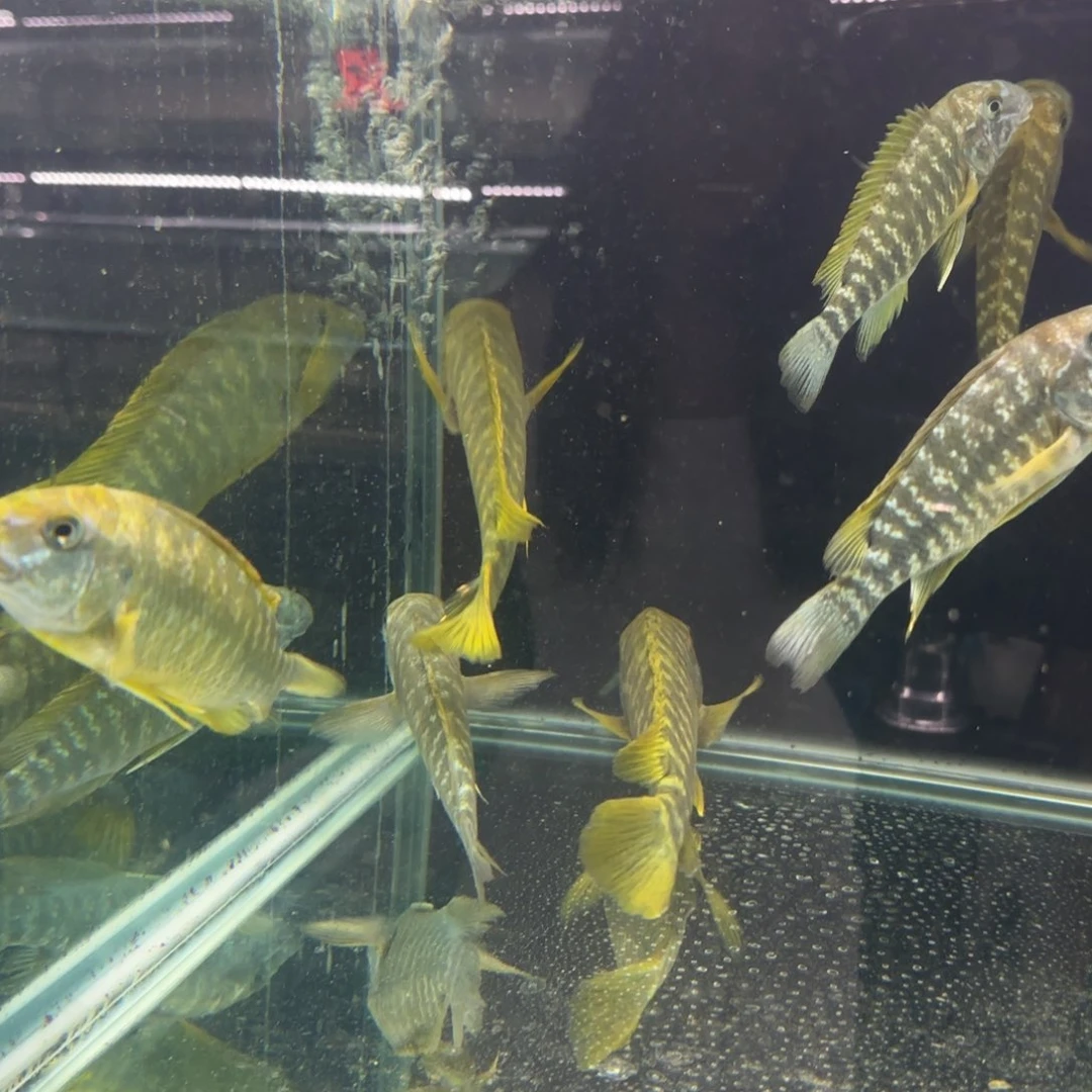 慈鲷小**么萨伊蓝13厘米一条