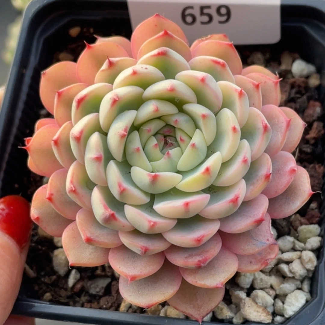 659号糖心冰心珍妮 姬莲锦