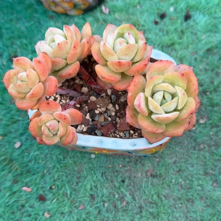 恋曲朵朵树精品包邮
