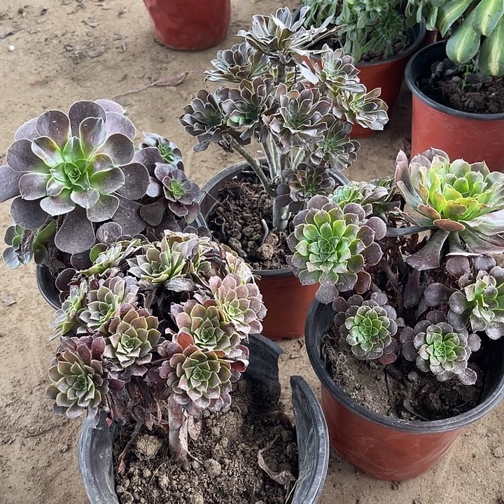 4棵玫瑰玫瑰玫瑰玫瑰