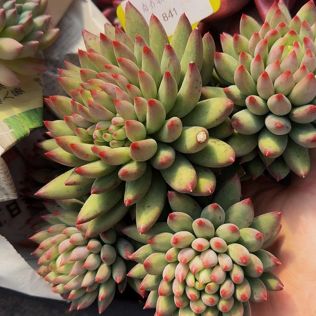 宁***远啊啊哦哦哦哦哦哦哦哦啊oooa