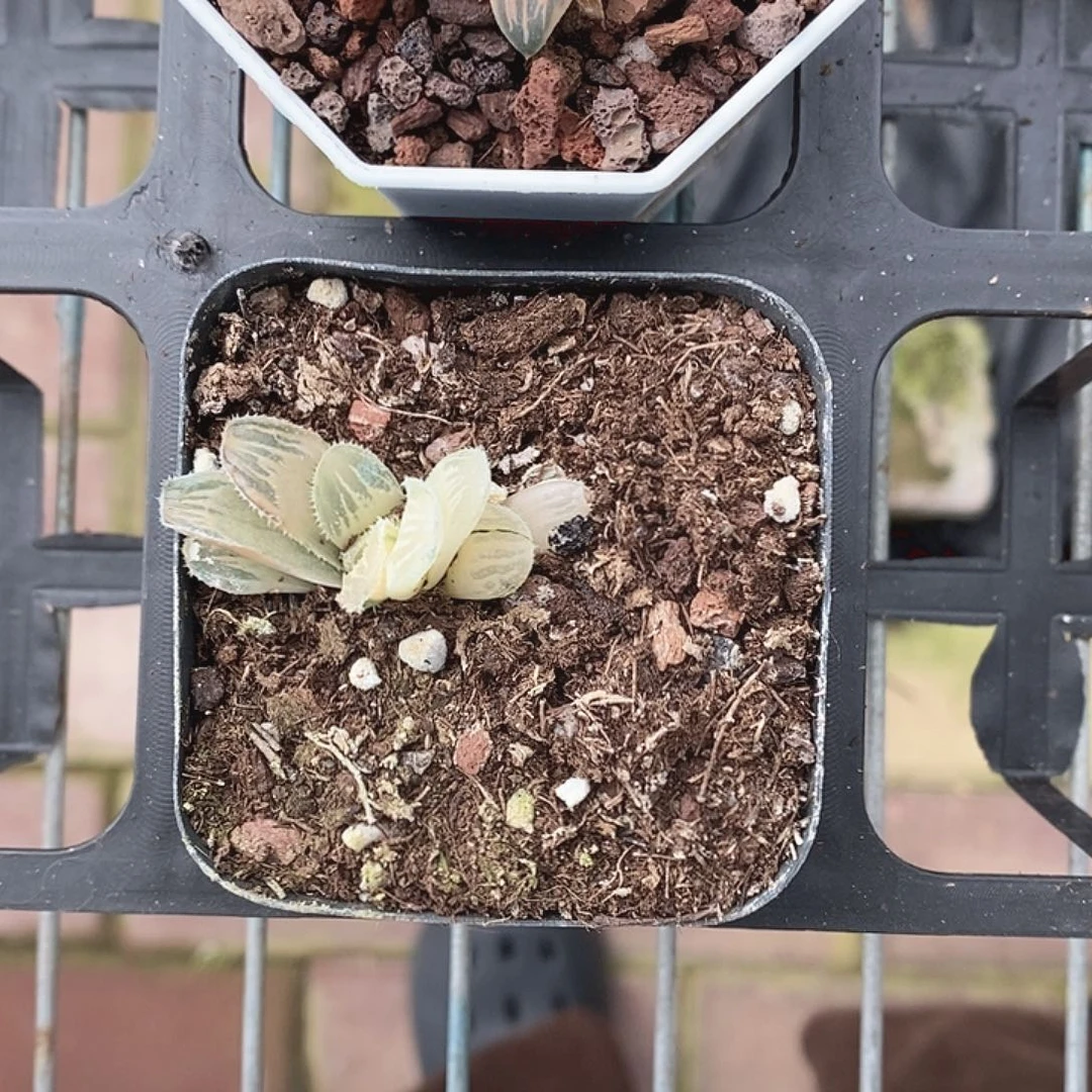 玉露十二卷多肉植物