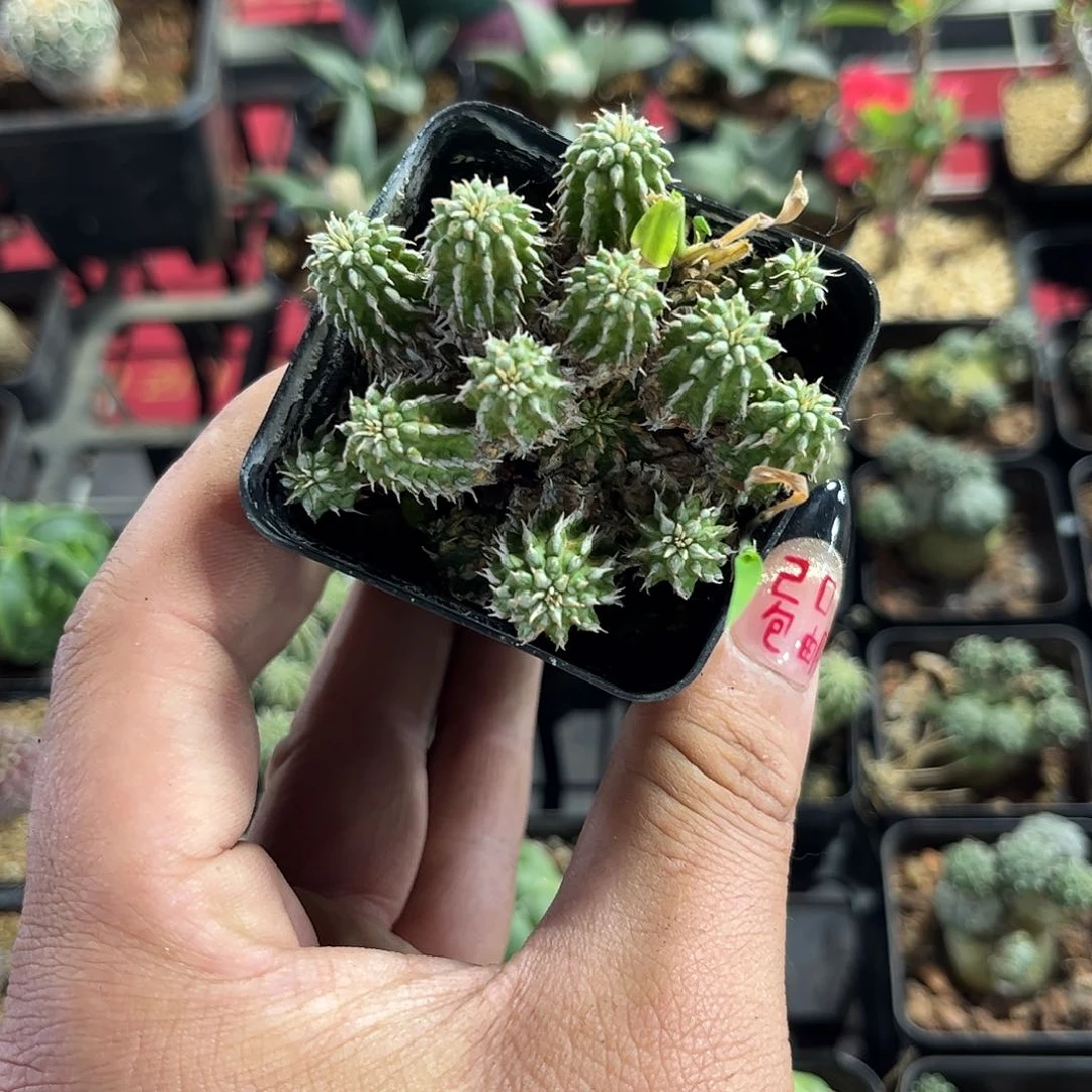 丰收麒麟有根发货有根发货