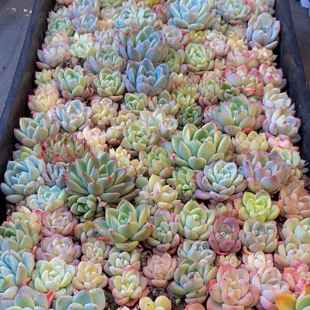 511多肉植物保护研究所所长助理