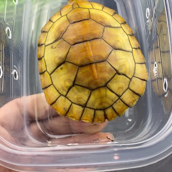 巴西彩龟母6666666