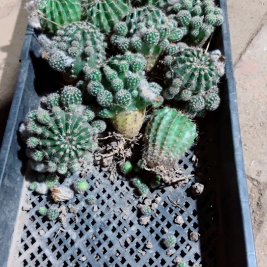 75彩草根歪掉侧芽无售后5一6公分左右脱土发货20包邮