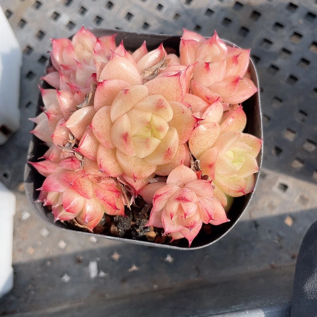 优选麦秆福利8206