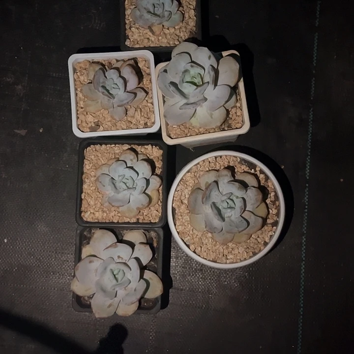 奶茶13号码牌子的话题了