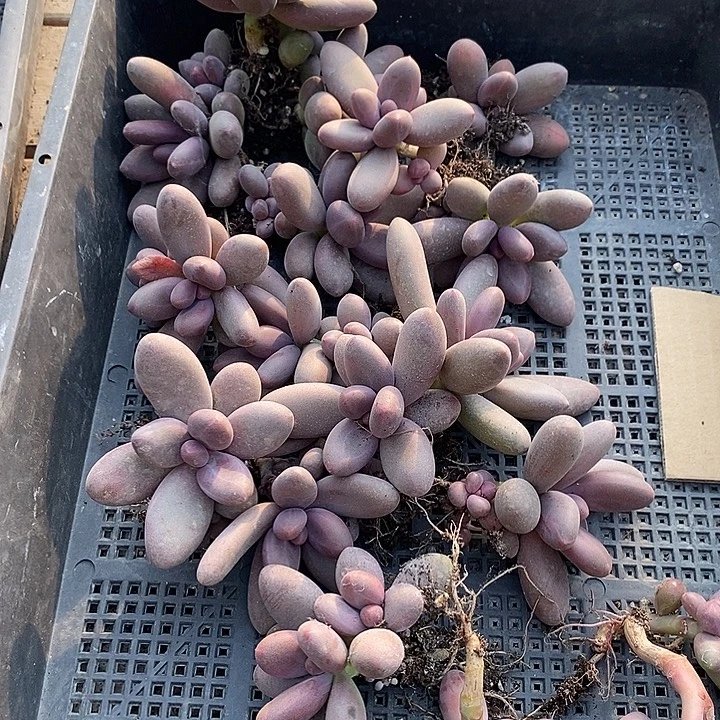 红***装无花朵1751号一物一拍糖果