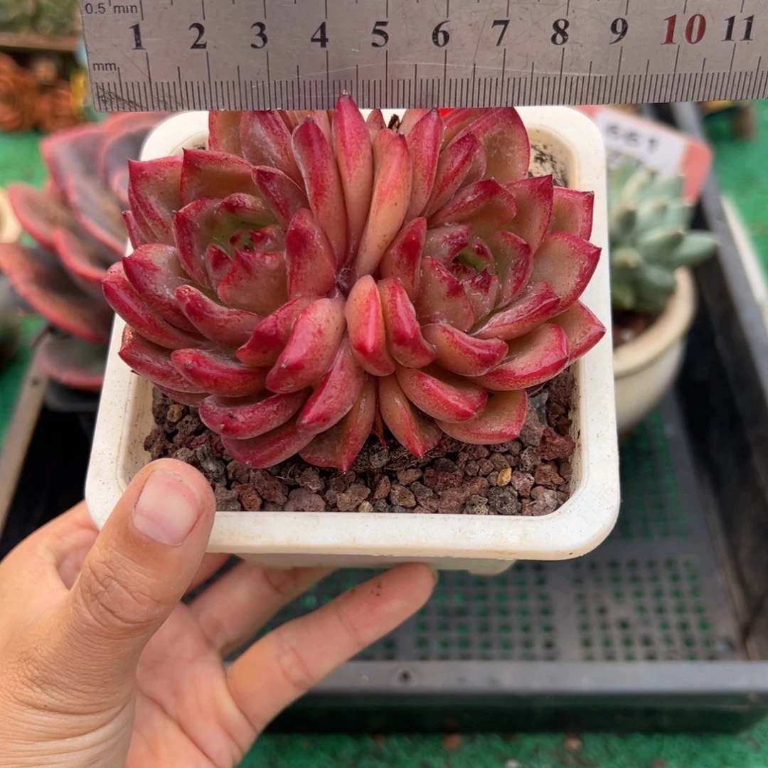 表妹精品多肉植物323.