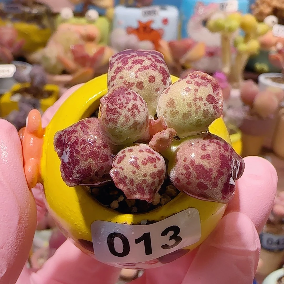 T小花造型猫耳海豹盆口2.5cm