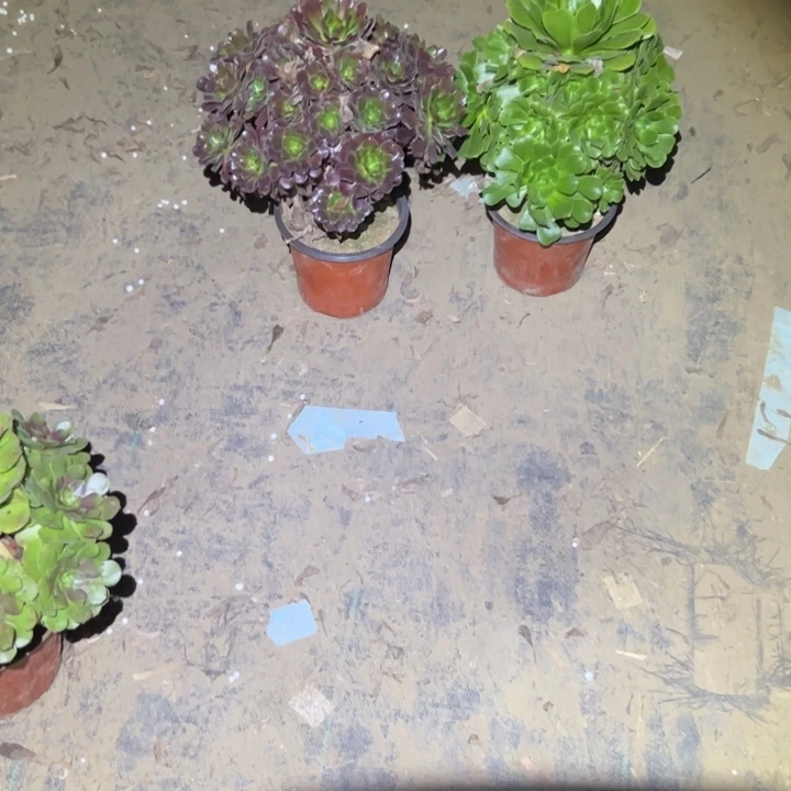 不包侧枝一物一拍19