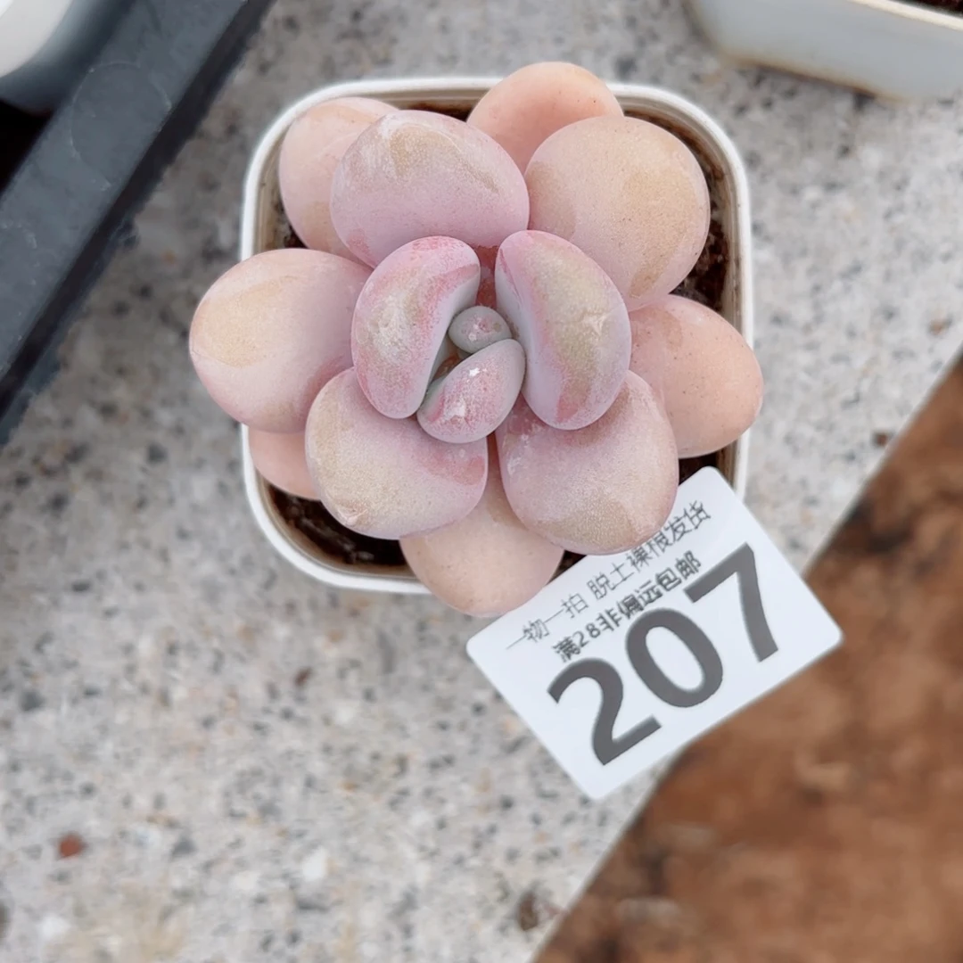 粉兔单头多肉多肉多肉