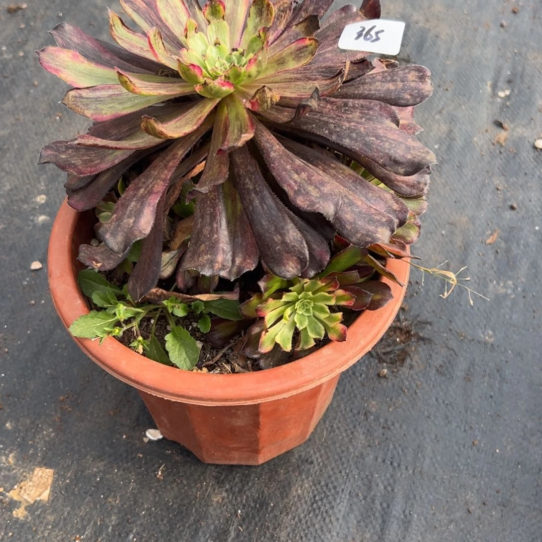 我****j365繁华多肉多肉多肉