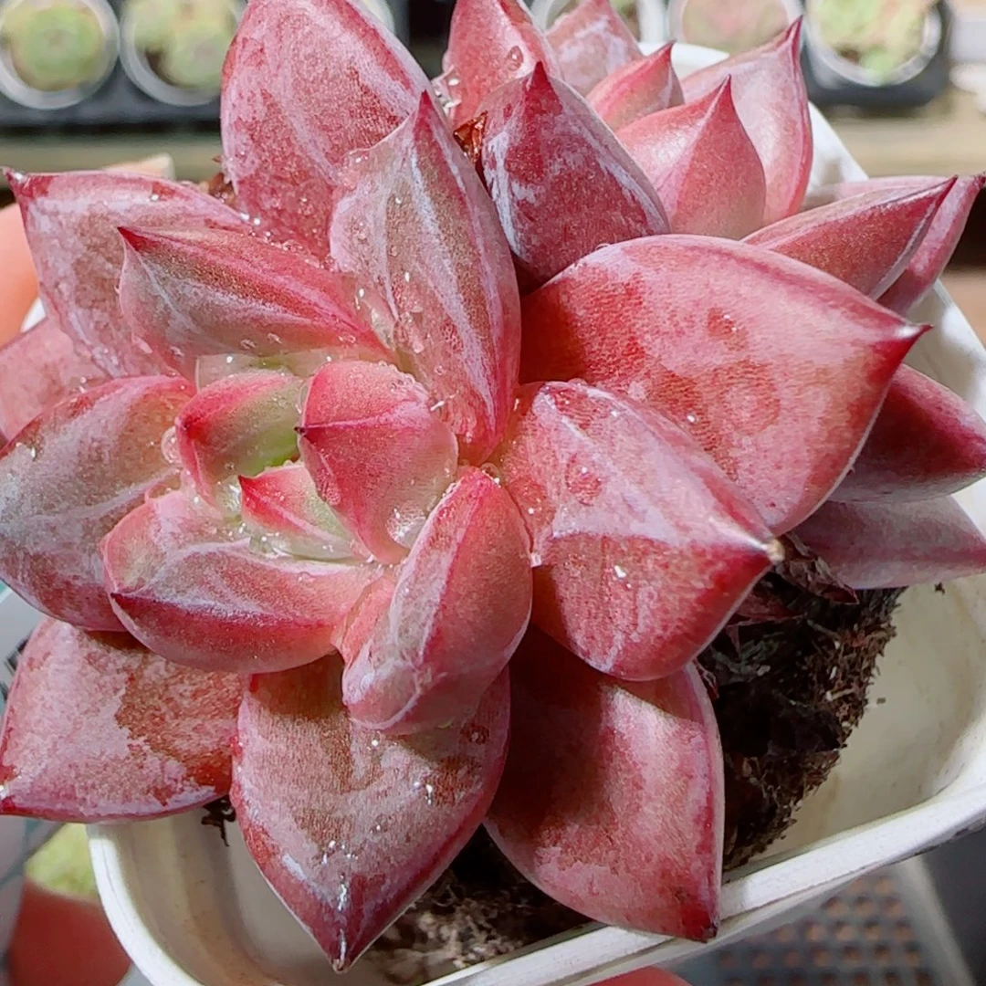 花语逸镜1020-156扣扣成