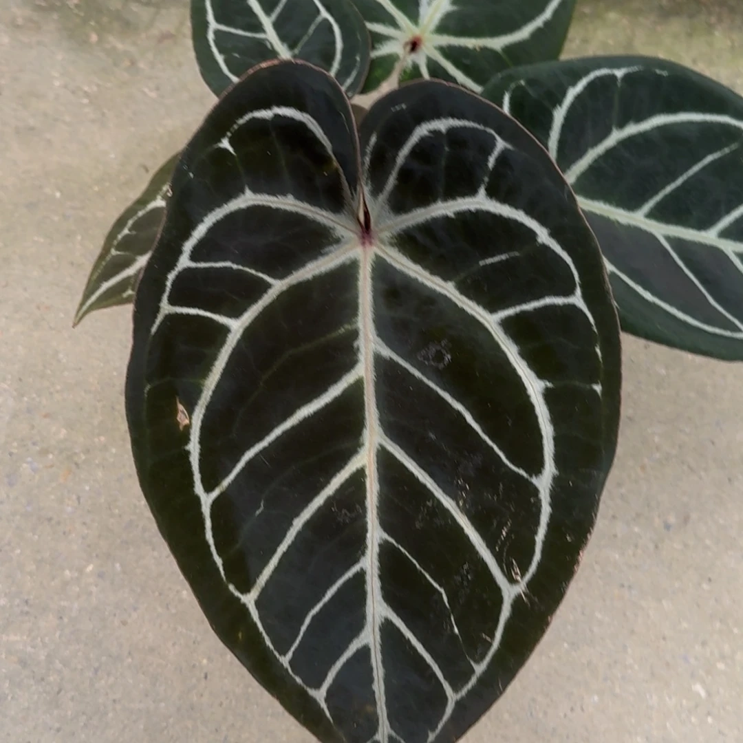无花朵红水晶杂花烛