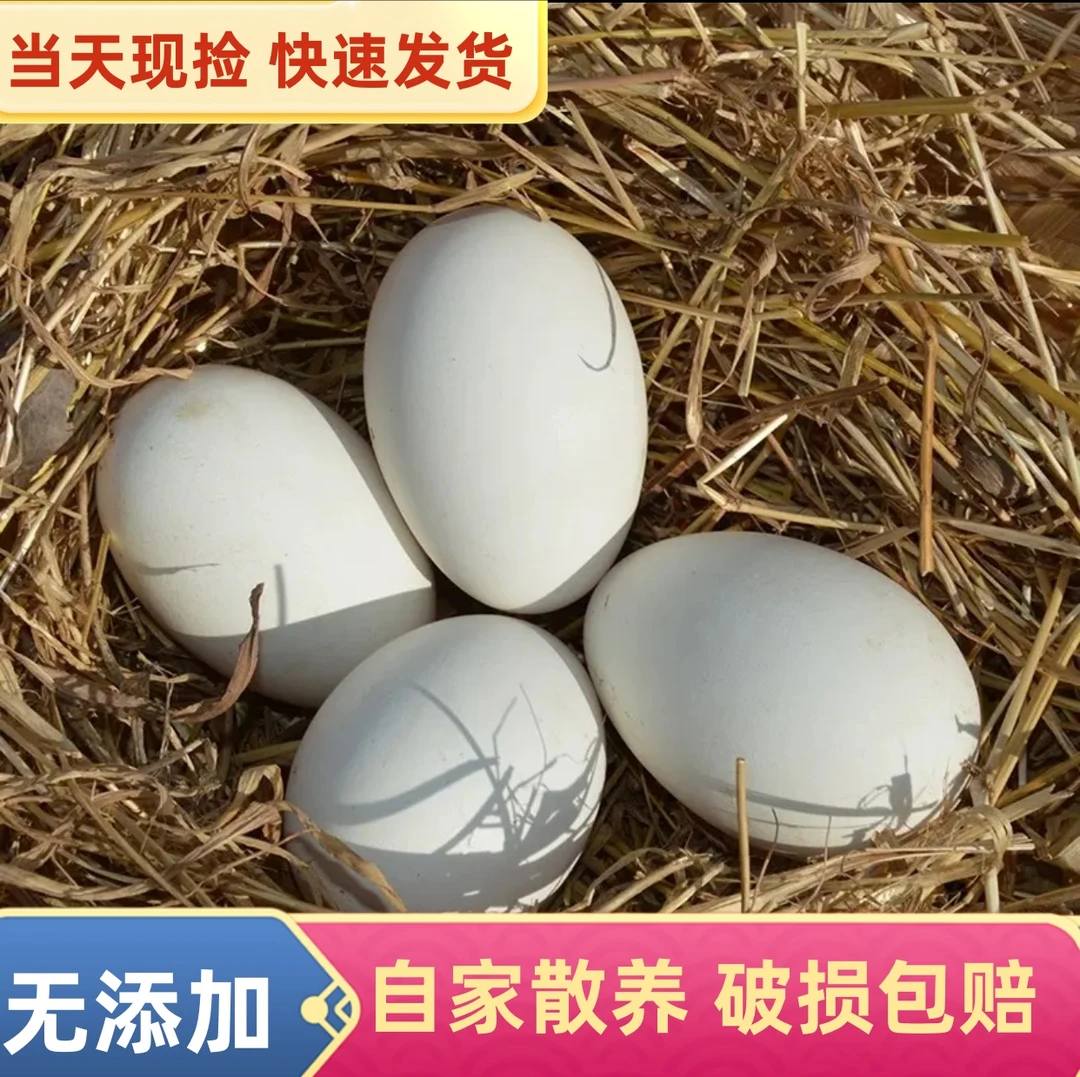 新鲜散养土鹅蛋80-100克正宗农村鹅蛋