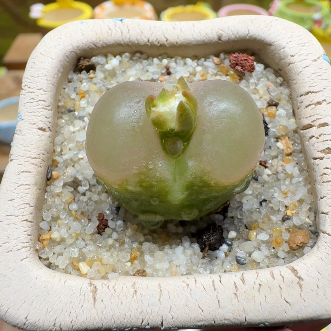 蘑菇1009蟠桃多肉植物