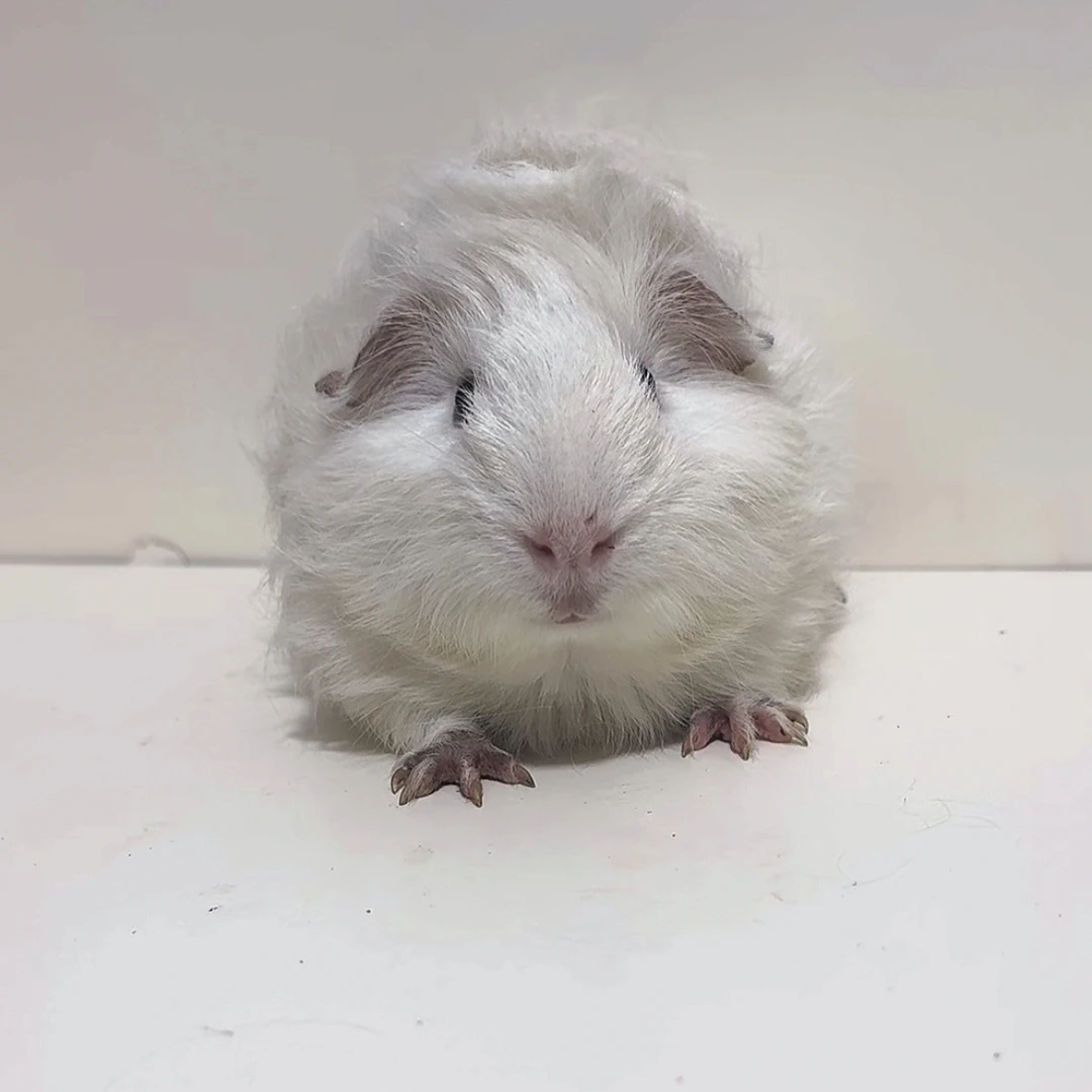纯白长逆毛荷兰猪弟弟
