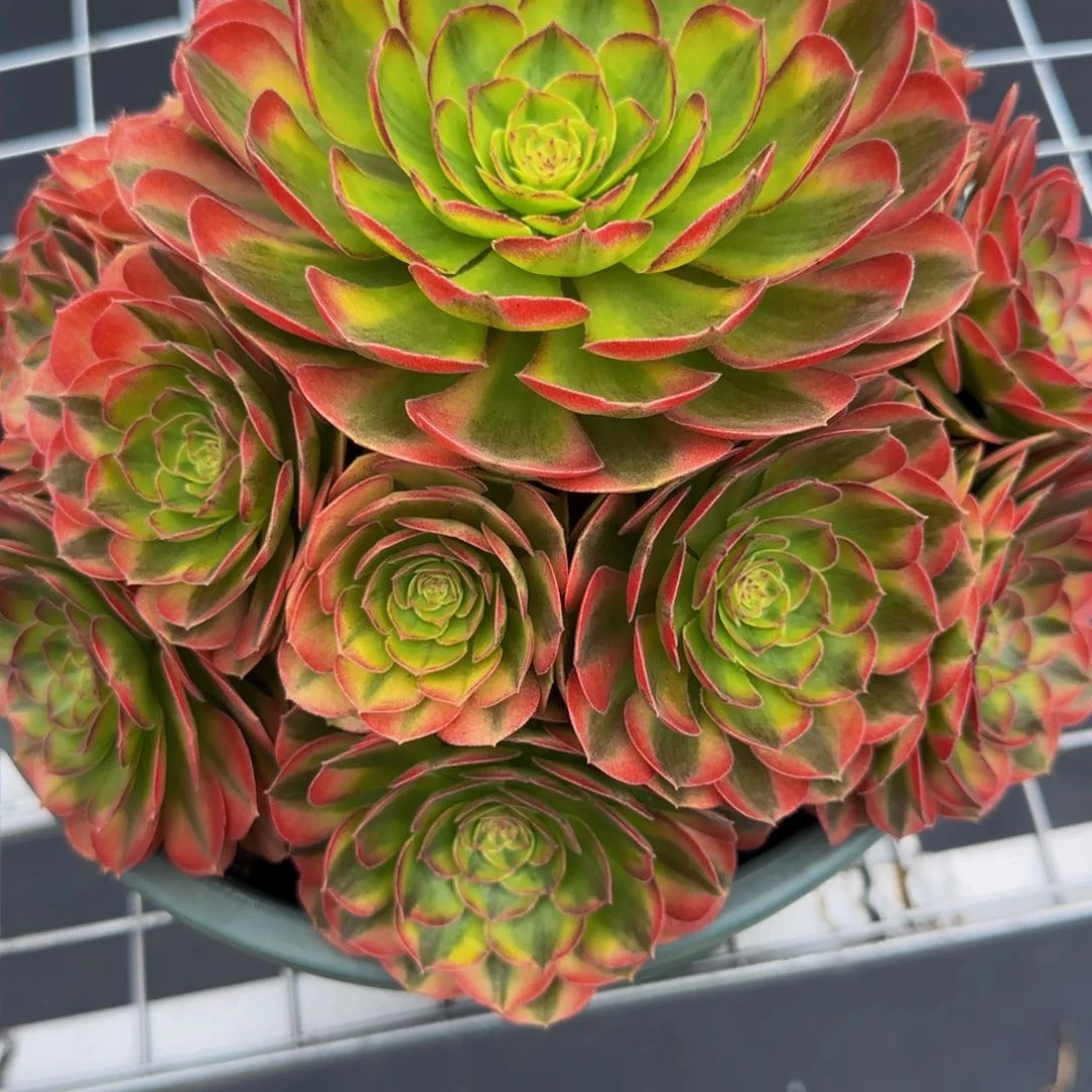 轮回法师锦888888888888