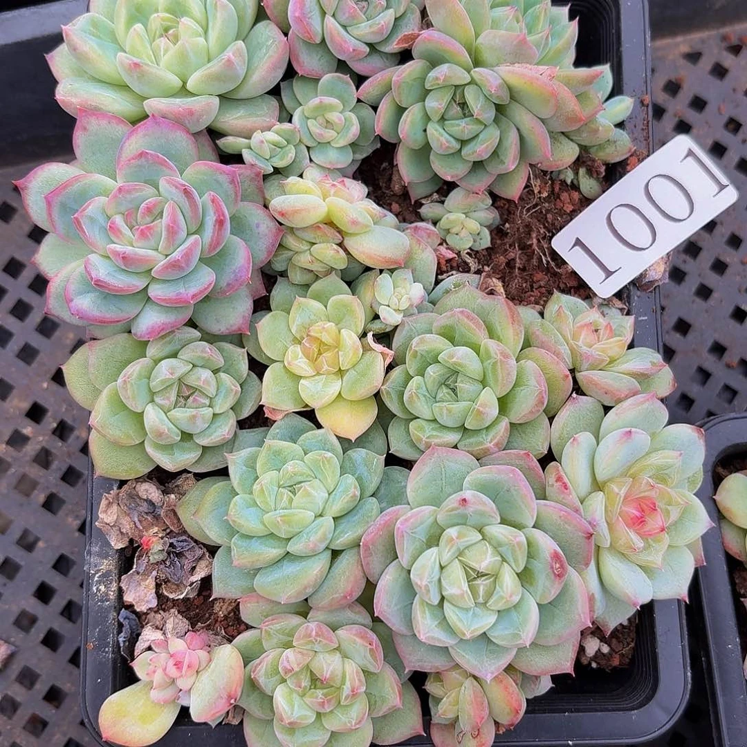 多肉植物多肉植物1001