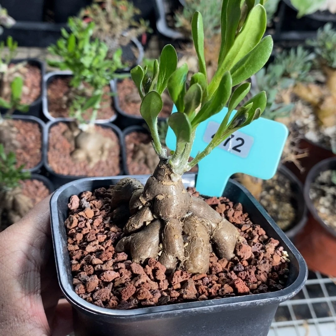 产地海星厚炖菊一个