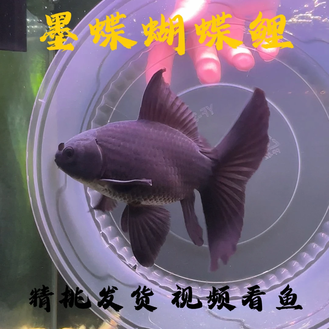 墨蝶蝴蝶鲤普短第5代墨蝶蝴蝶鲤娃娃脸墨蝶普身墨蝶精品蝴蝶鲤
