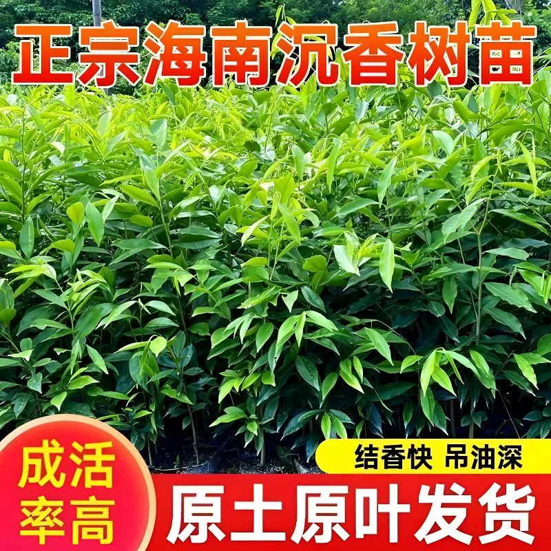 珍稀奇楠沉香树苗金丝楠木树苗小叶紫檀香树苗海南黄花梨名贵树苗