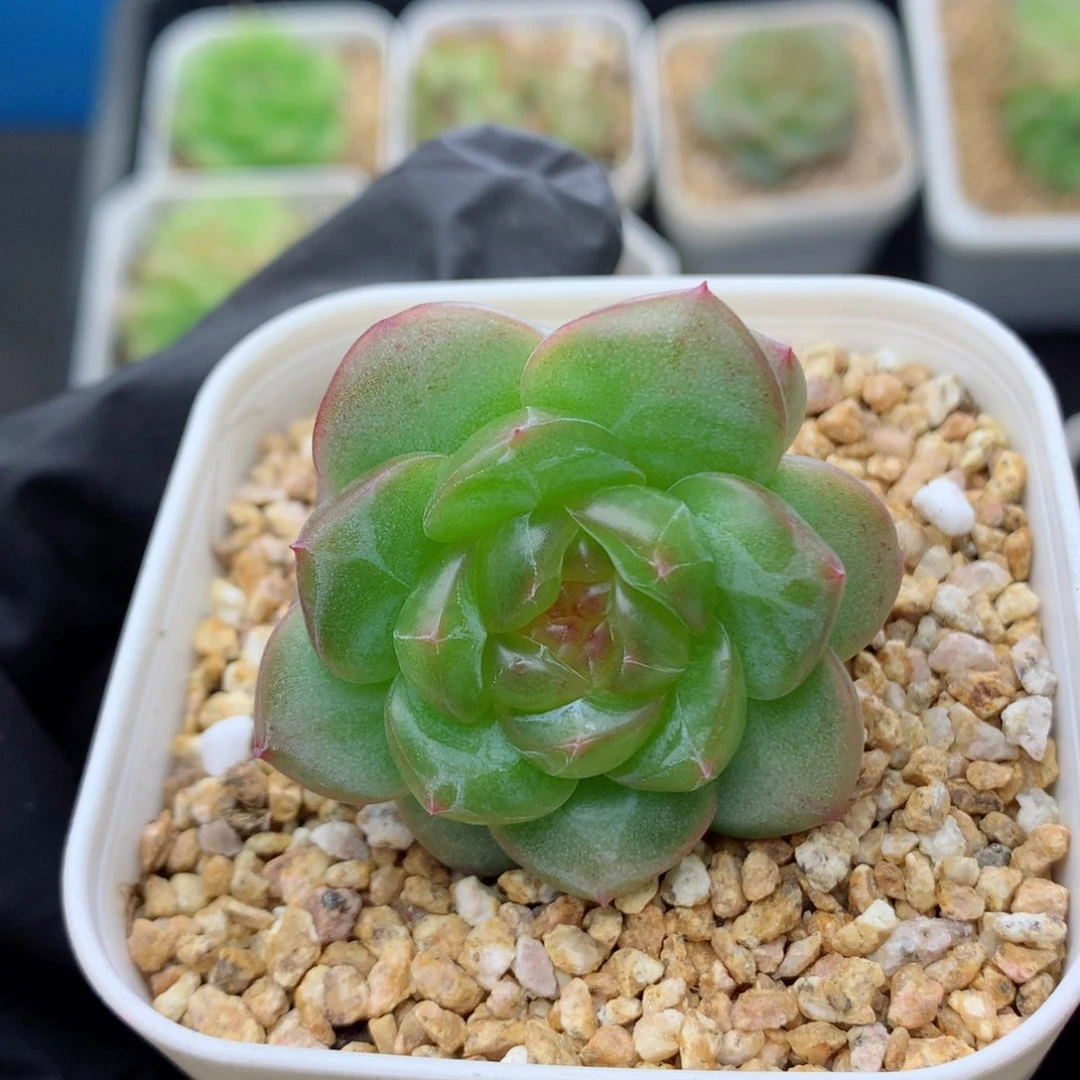 58包邮  群生不包整遥遥28