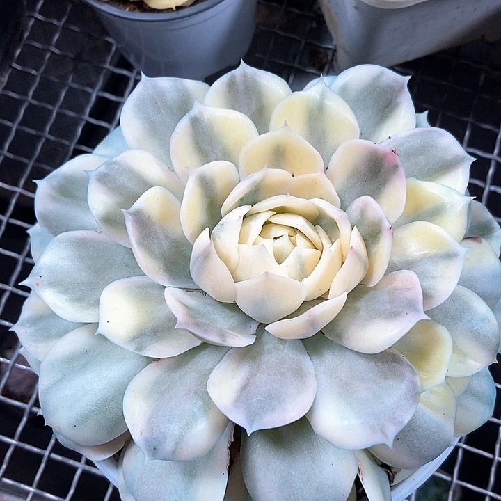 昂斯诺锦大单头多肉