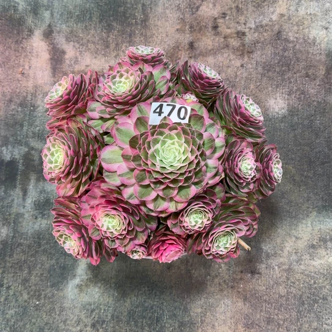 。*。470！孔雀翎法师多肉植物